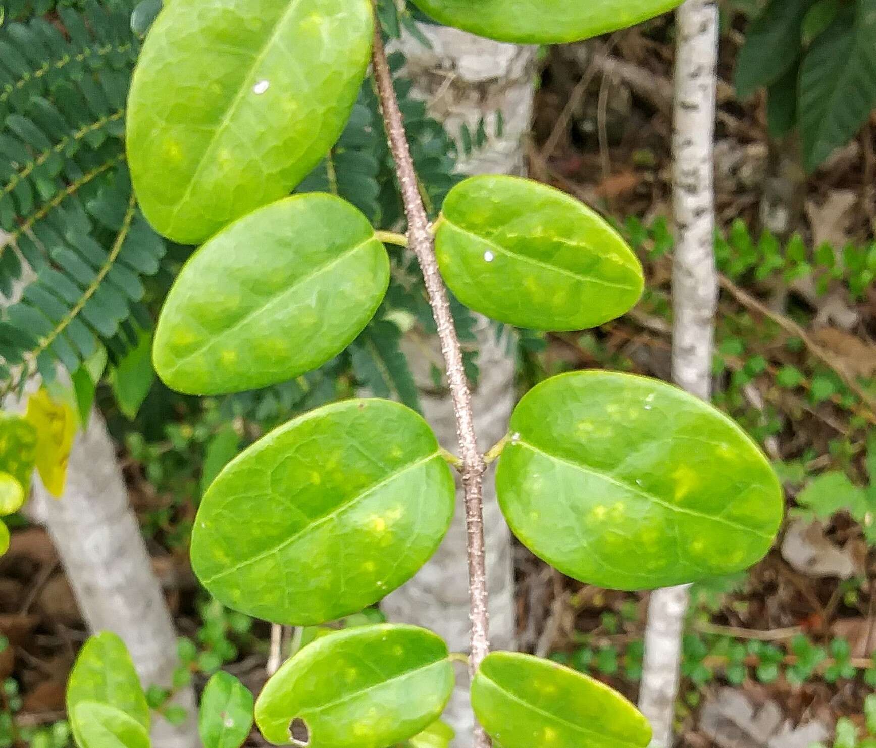 Plancia ëd Heteropterys purpurea (L.) Kunth