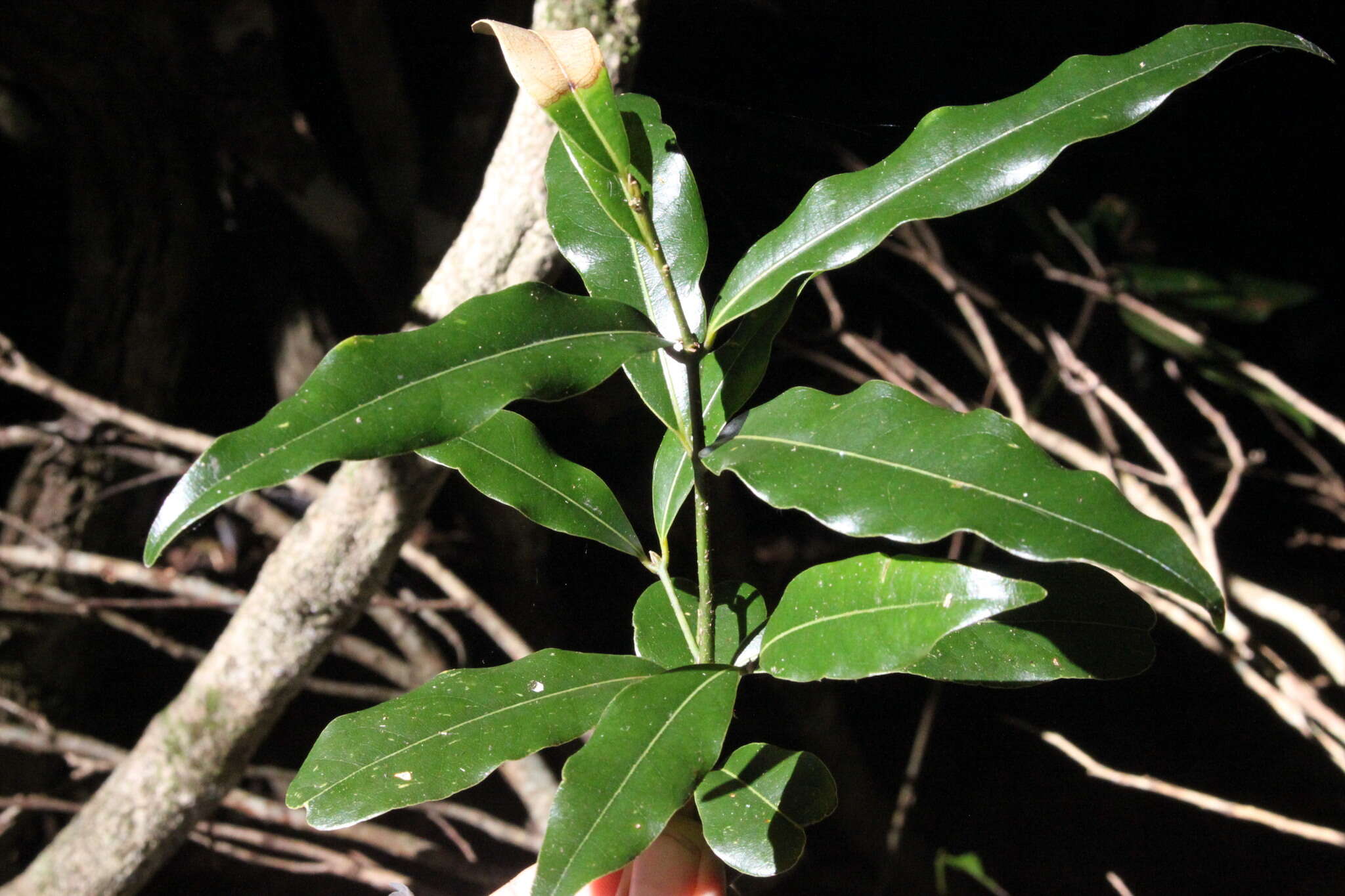 Image de Cinnamomum oliveri F. M. Bailey