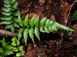 Imagem de Asplenium abscissum Willd.