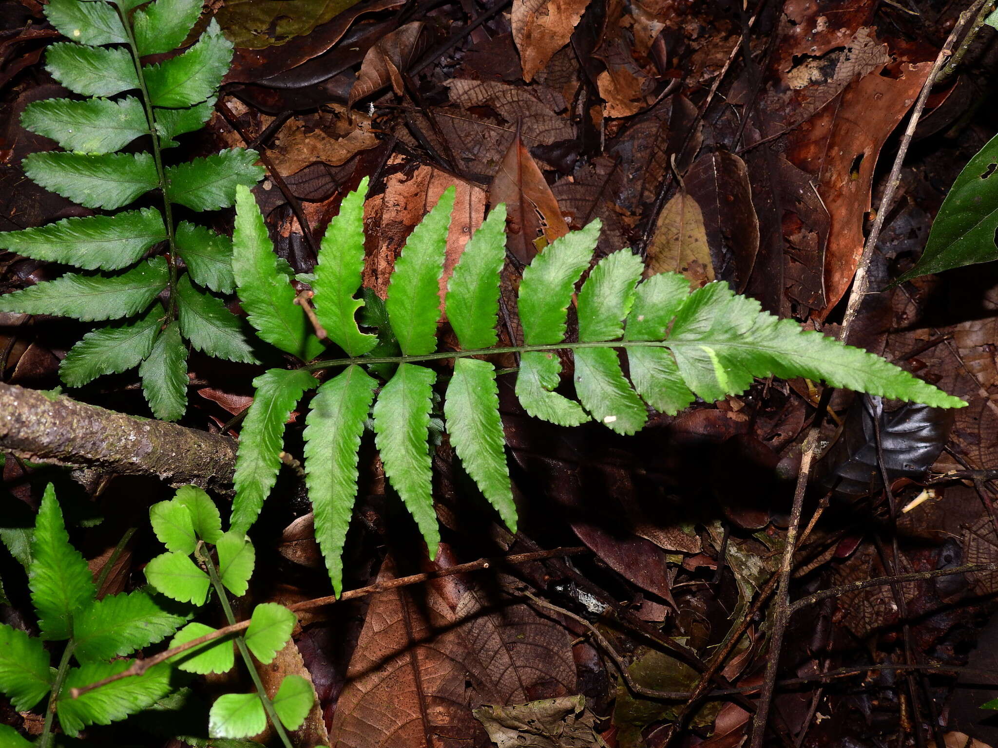 Imagem de Asplenium abscissum Willd.