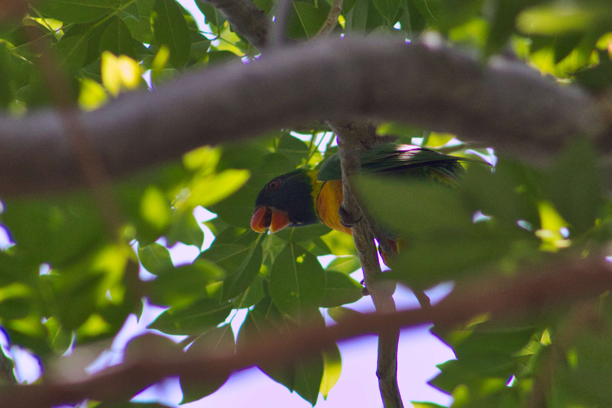 Image of Marigold Lorikeet