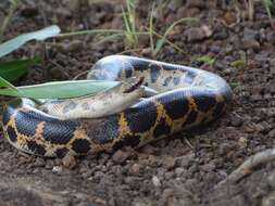 Image of Müller’s sand boa