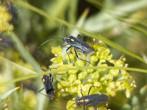 Prepops univittatus (Berg 1878)的圖片