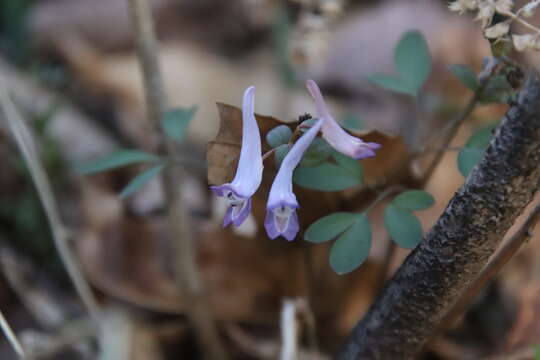 Image of Corydalis ambigua Cham. & Schltdl.