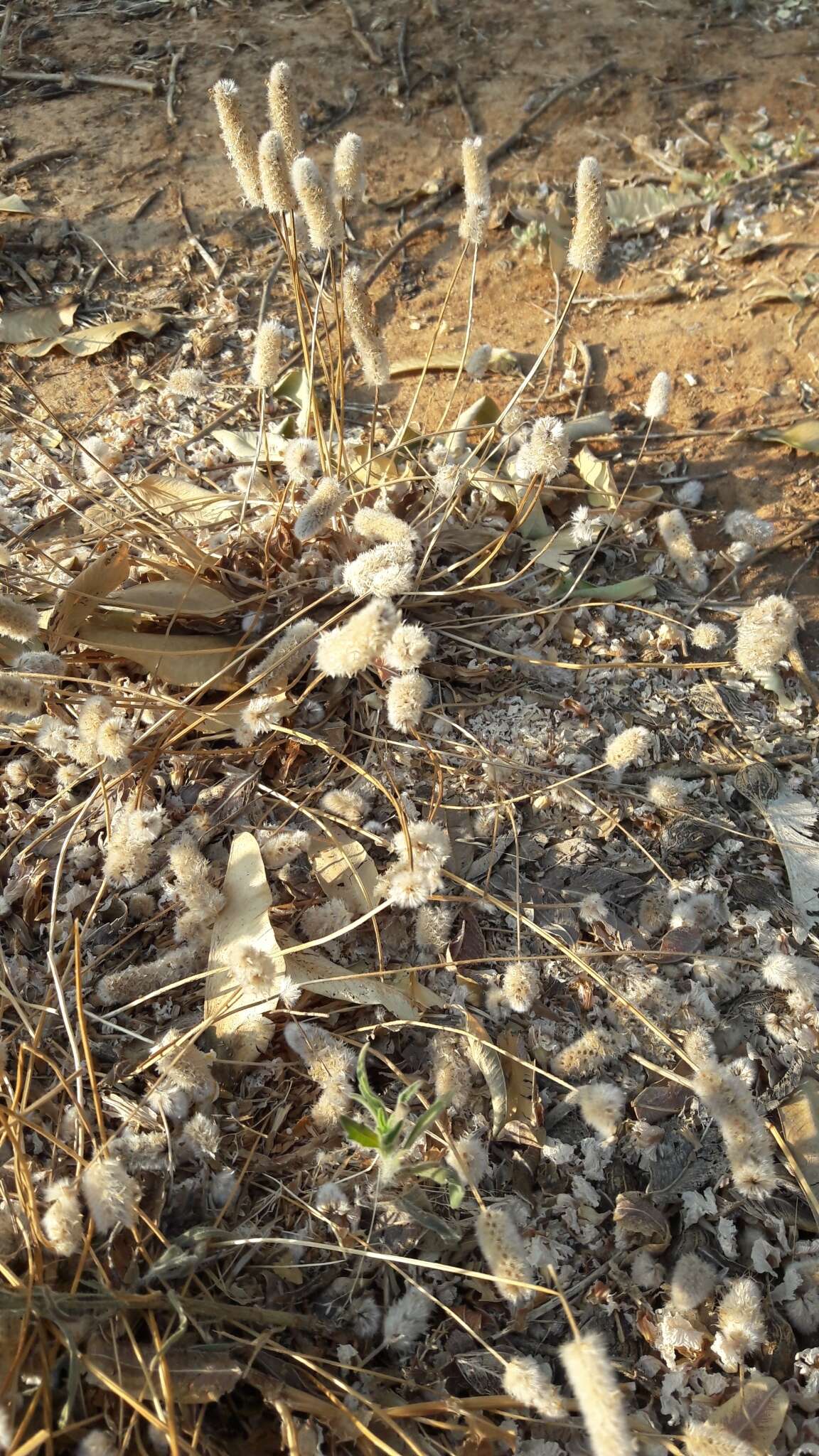 Image of Hare's-foot Plantain