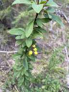 Plancia ëd Berberis fendleri A. Gray