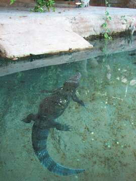 Image of Common Caiman