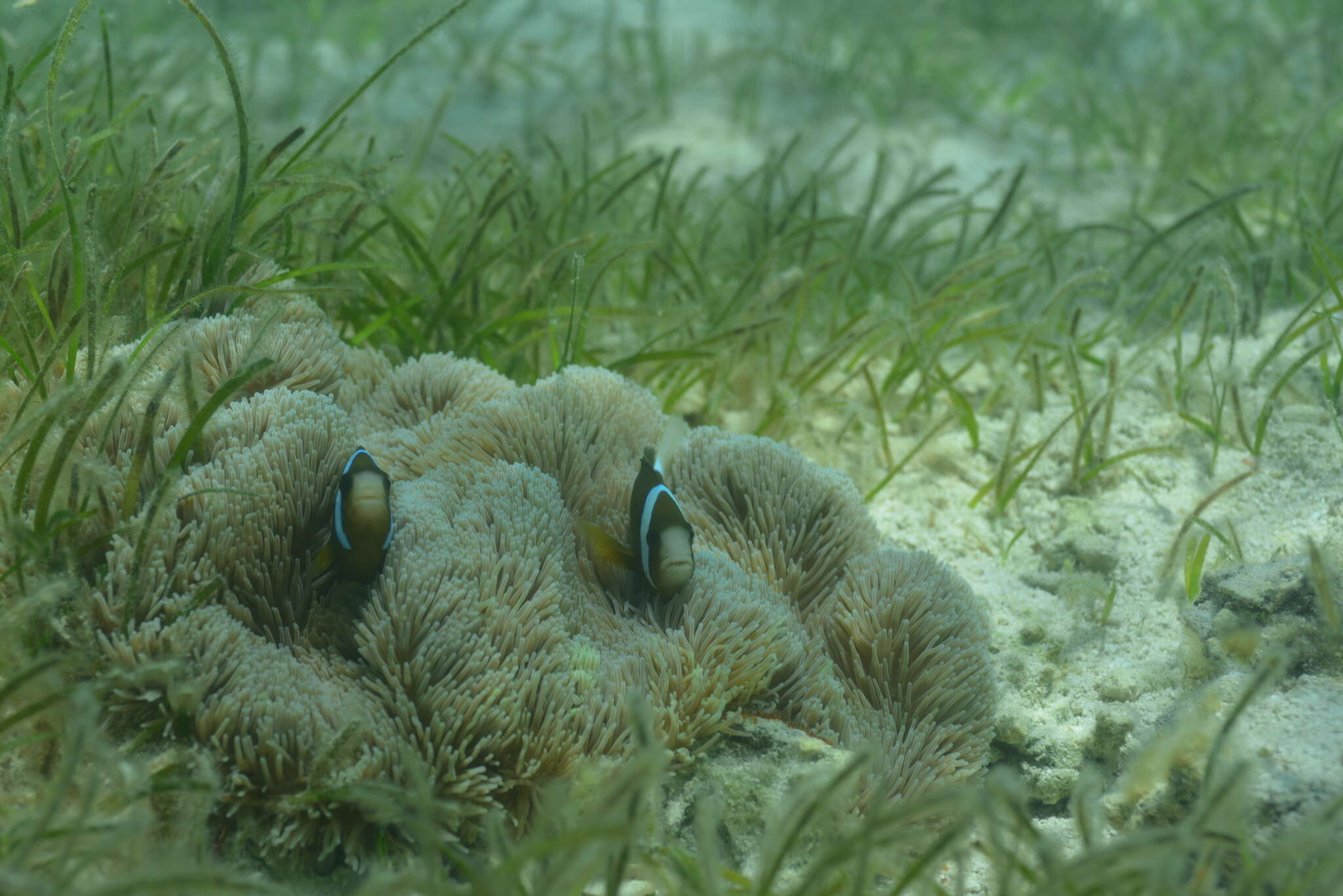 Image of Barrier Reef Anemonefish