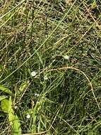 Image de Erigeron lonchophyllus Hook.