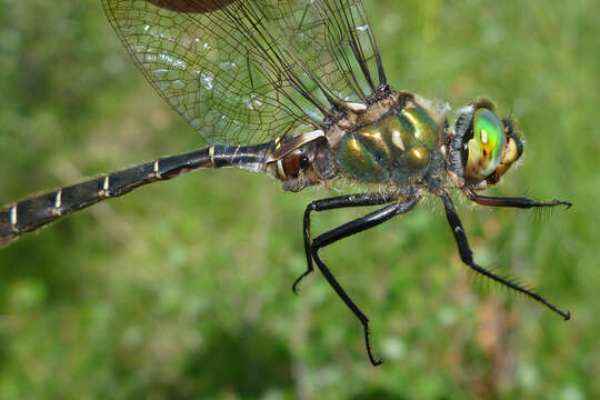 Image of Ringed Emerald