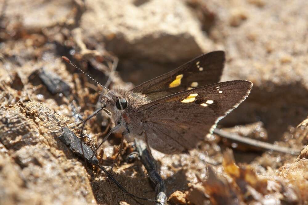 Image of Hesperilla donnysa Hewitson 1868