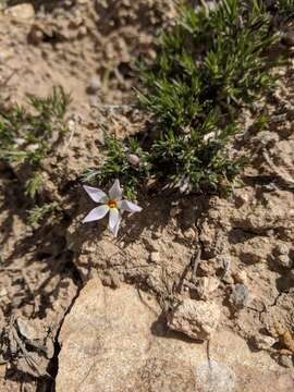 Image of carpet phlox