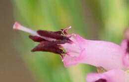 Image of Erica quadrifida (Benth.) E. G. H. Oliver