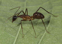 Imagem de Camponotus ager (Smith 1858)