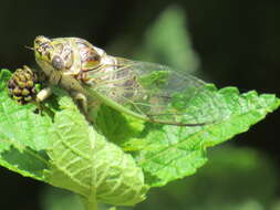 Image of Diceroprocta vitripennis (Say 1830)