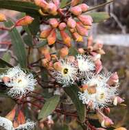 Image of Gooseberry Mallee