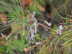 Image of White Pine Sawfly