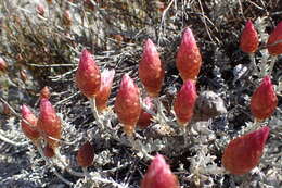 Image of Syncarpha canescens subsp. tricolor (DC.) B. Nord.