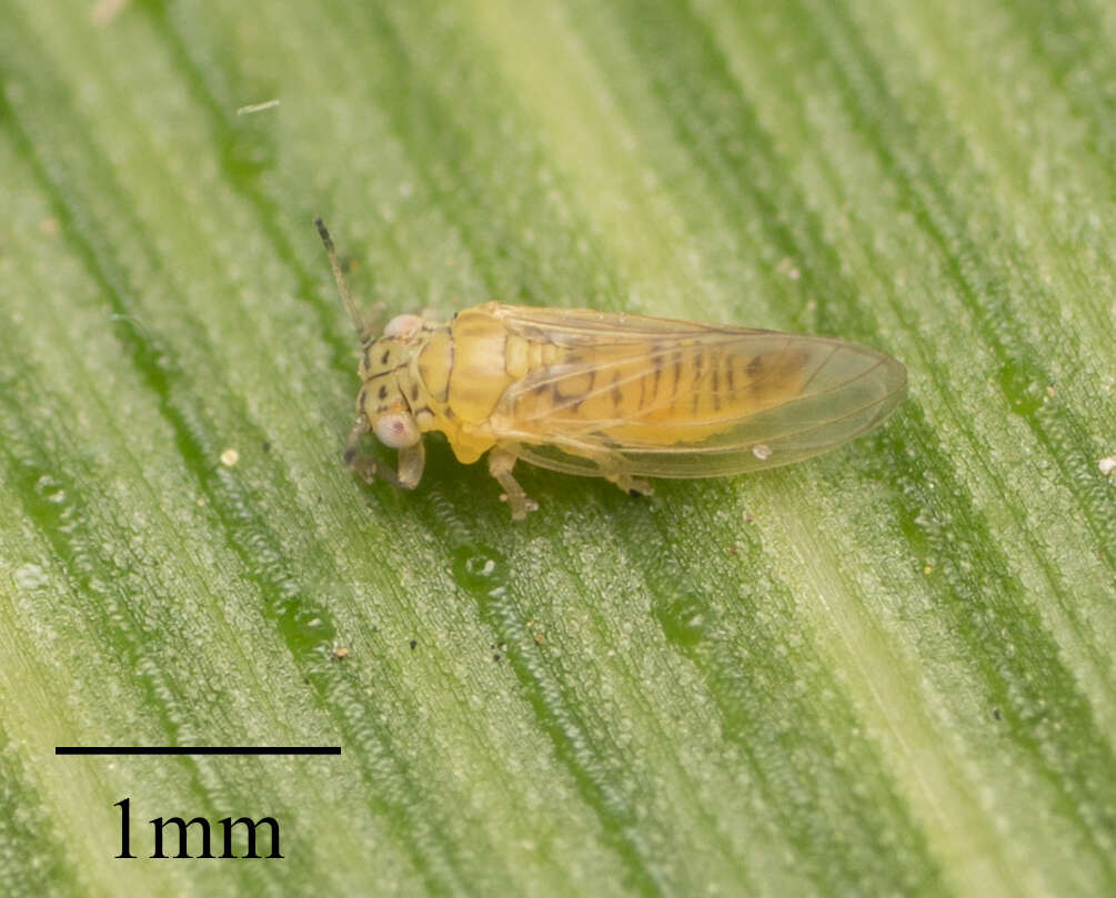 Image of Psyllid