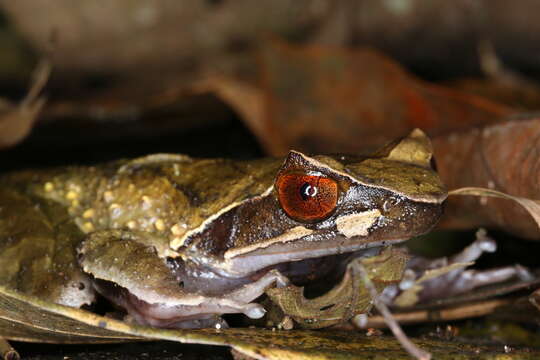 Image de Megophrys major Boulenger 1908