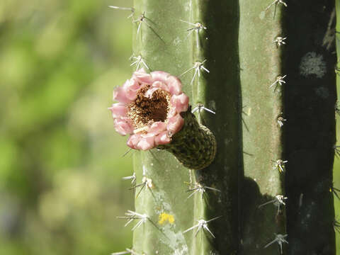 Image de Stenocereus eichlamii (Britton & Rose) Buxb.