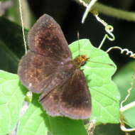 Image of Staphylus vulgata Möschler 1873