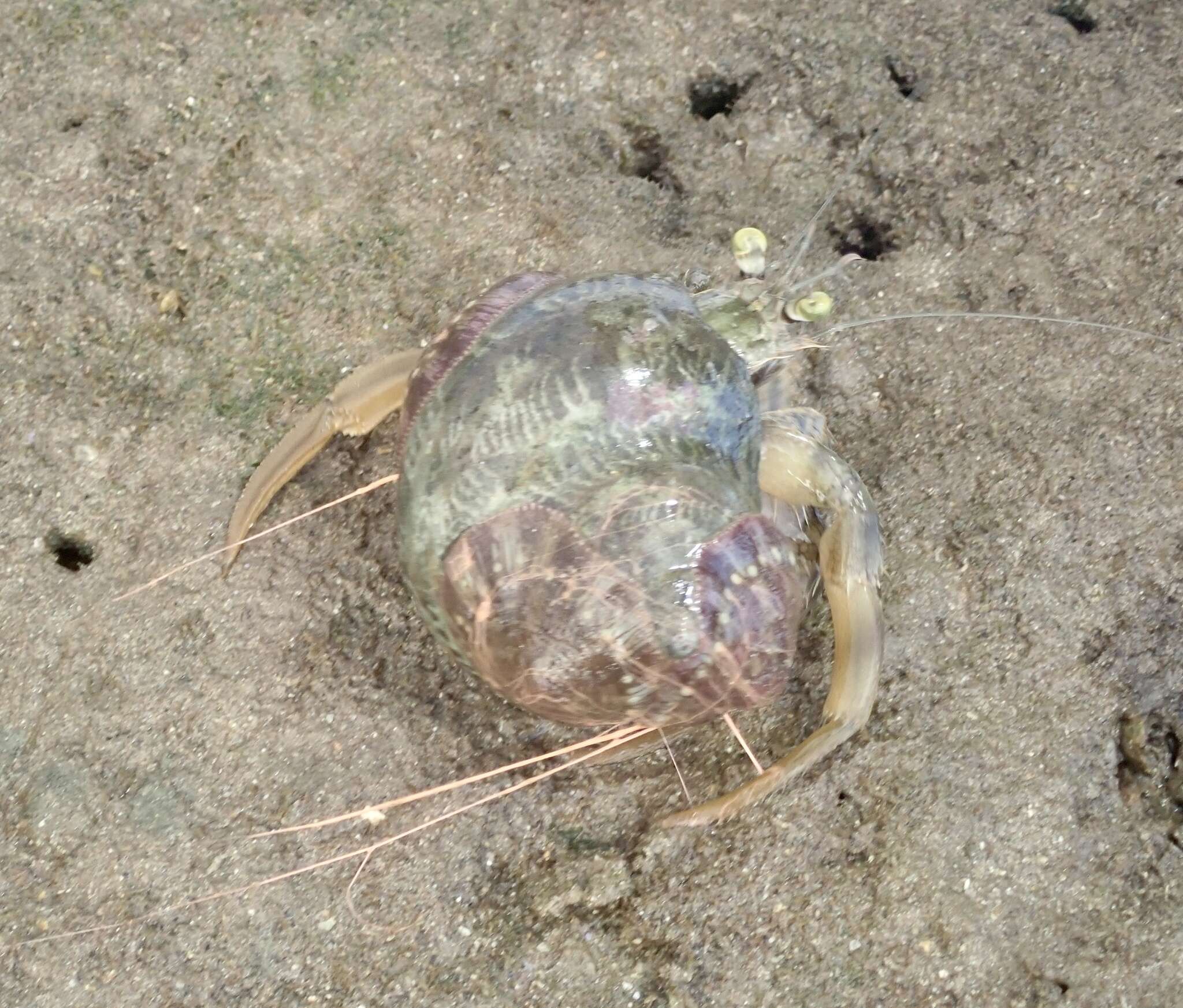 Image of pale anemone hermit crab