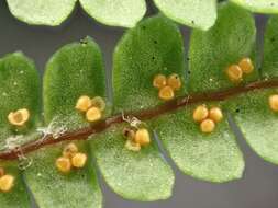 Image of Gleichenia microphylla R. Br.
