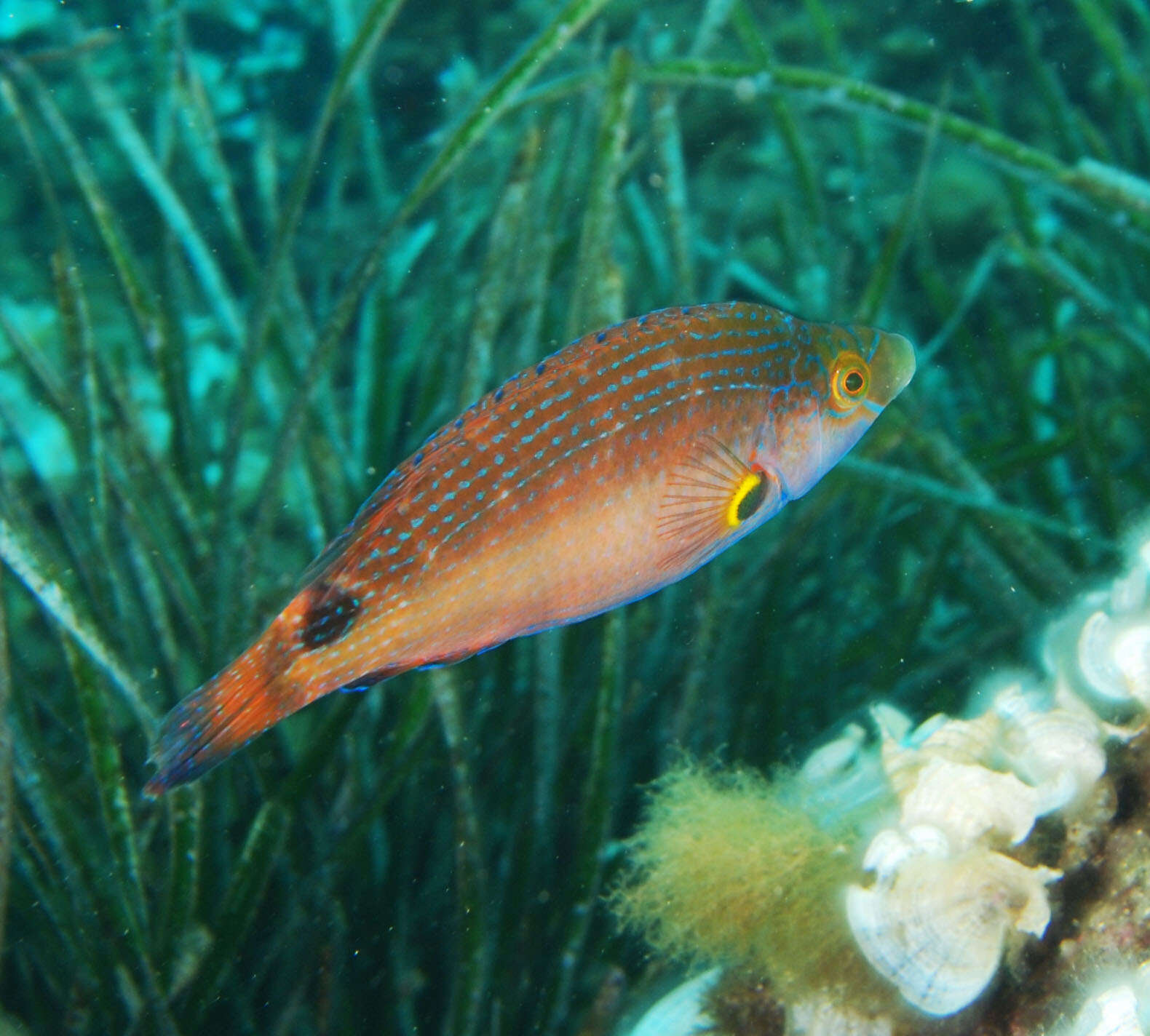 Image of Axillary Wrasse