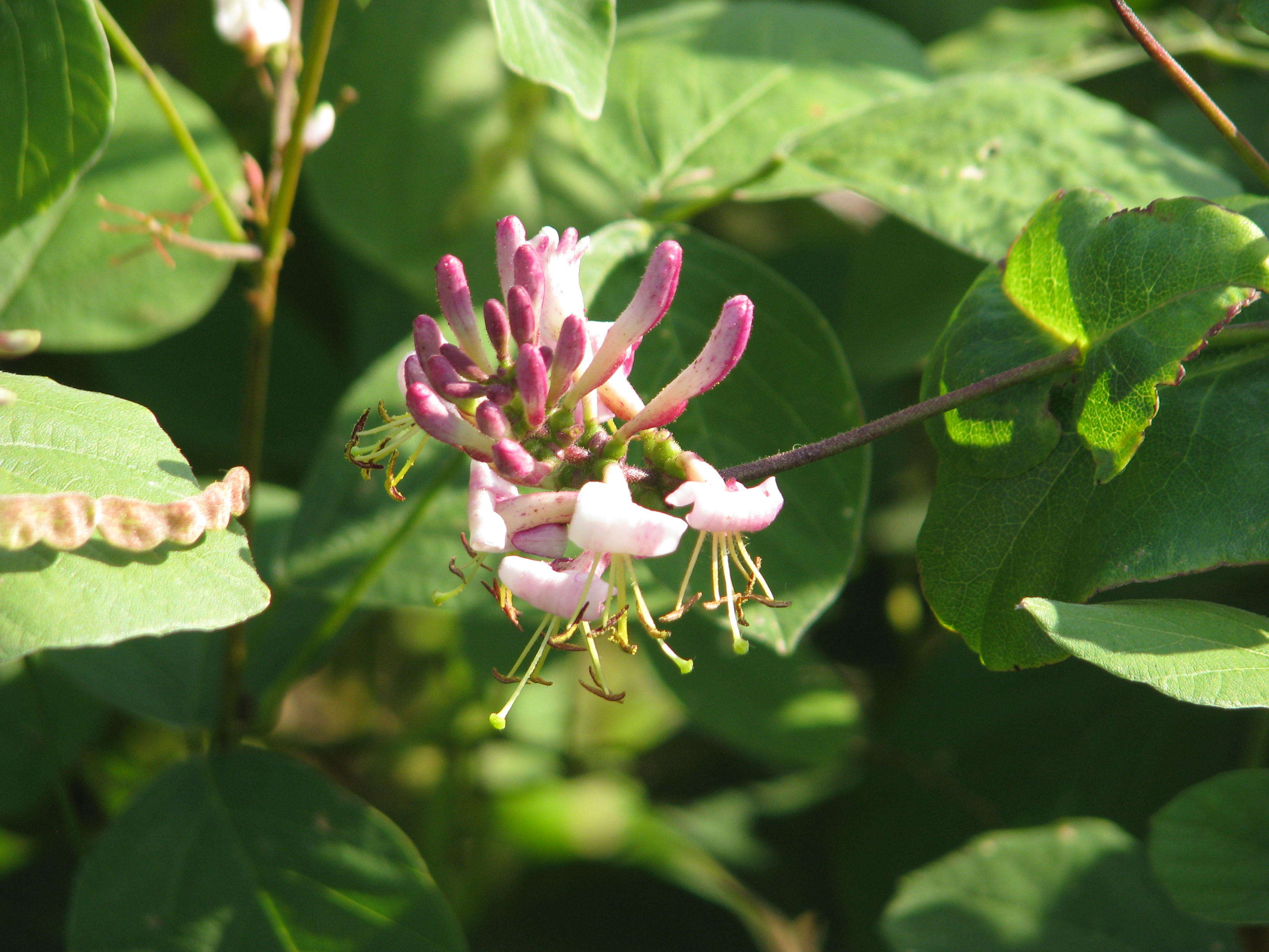 Image of pink honeysuckle