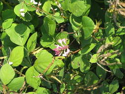 Image of pink honeysuckle