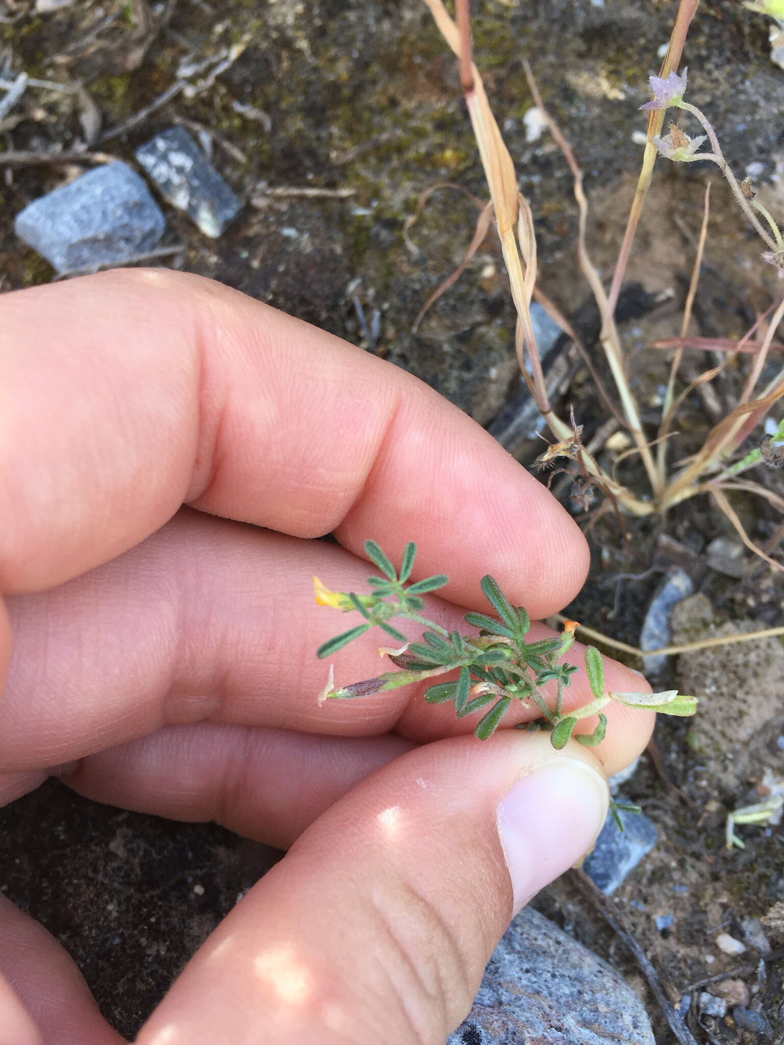 Image of strigose bird's-foot trefoil