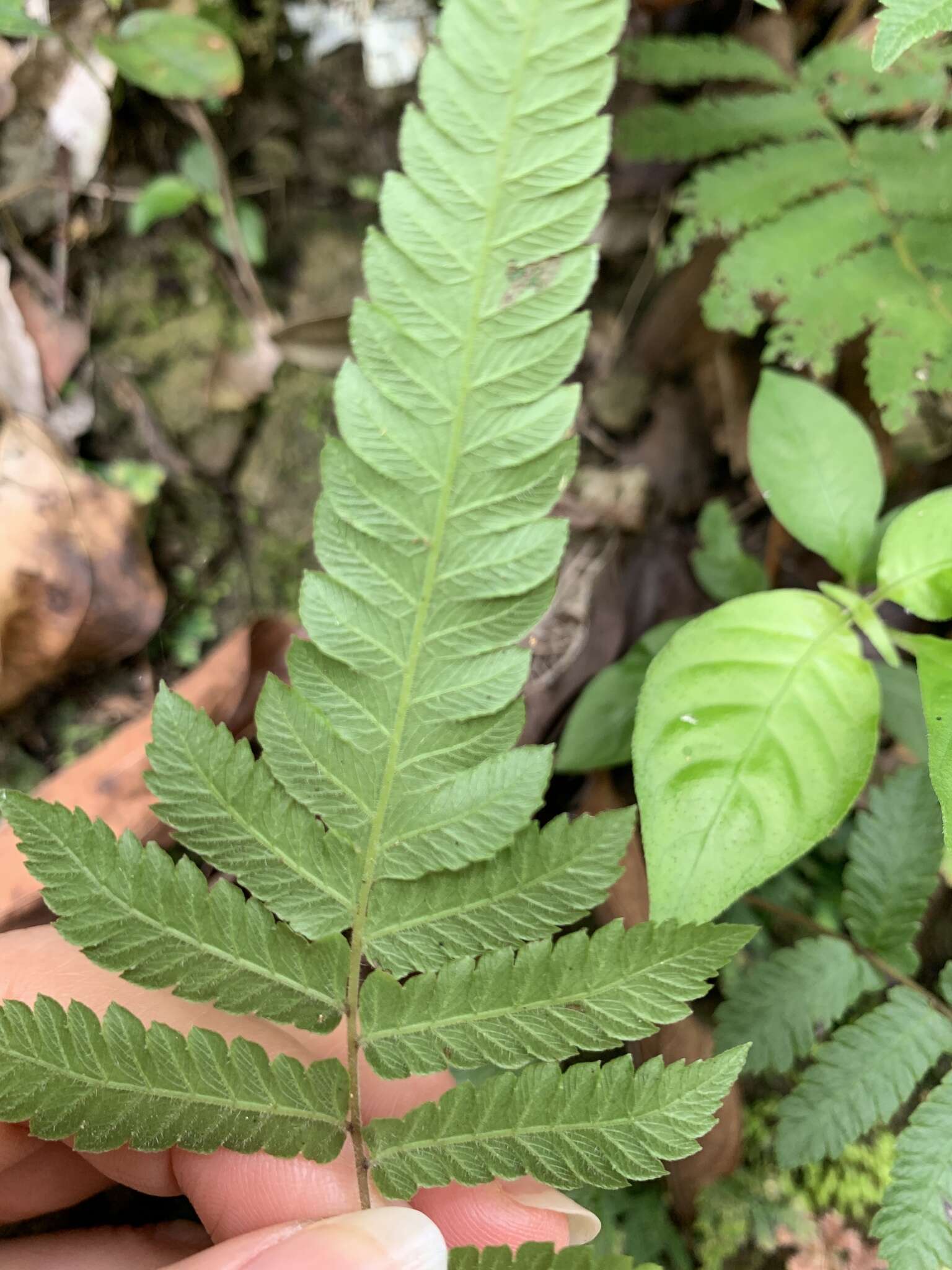 Image of Christella acuminata (Houtt.) Holtt.