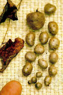 Image of Chinese yam