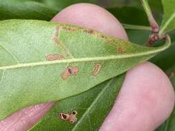 Imagem de Stigmella betulicola (Stainton 1856) Beirne 1945