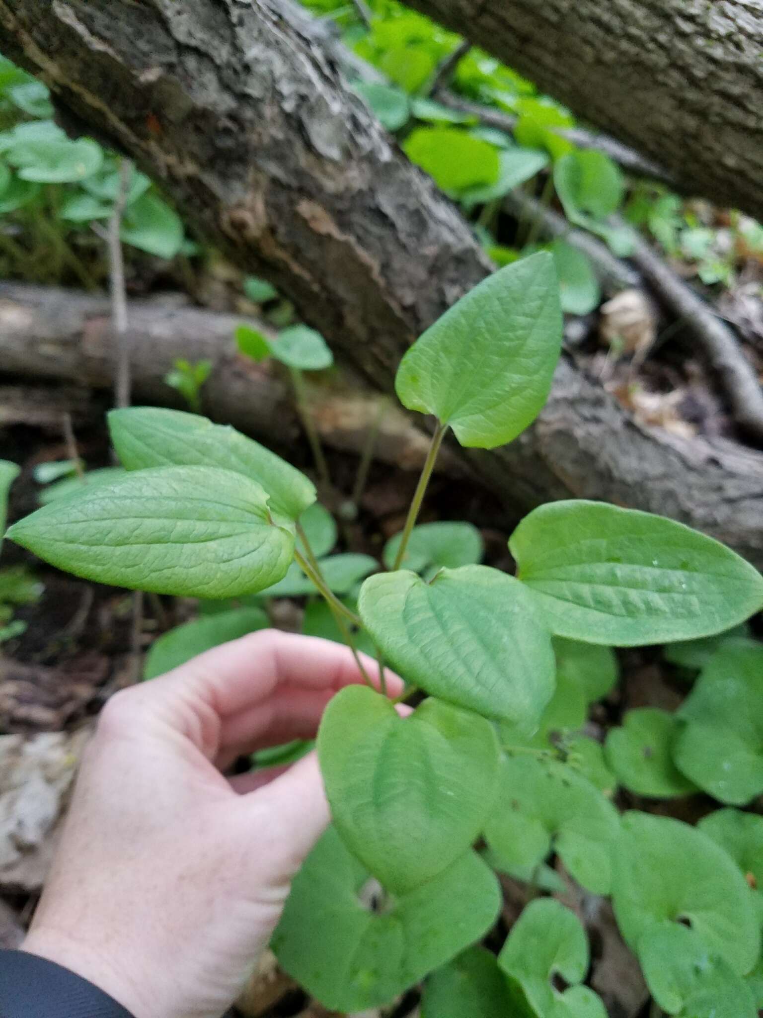 Image de Smilax illinoensis Mangaly