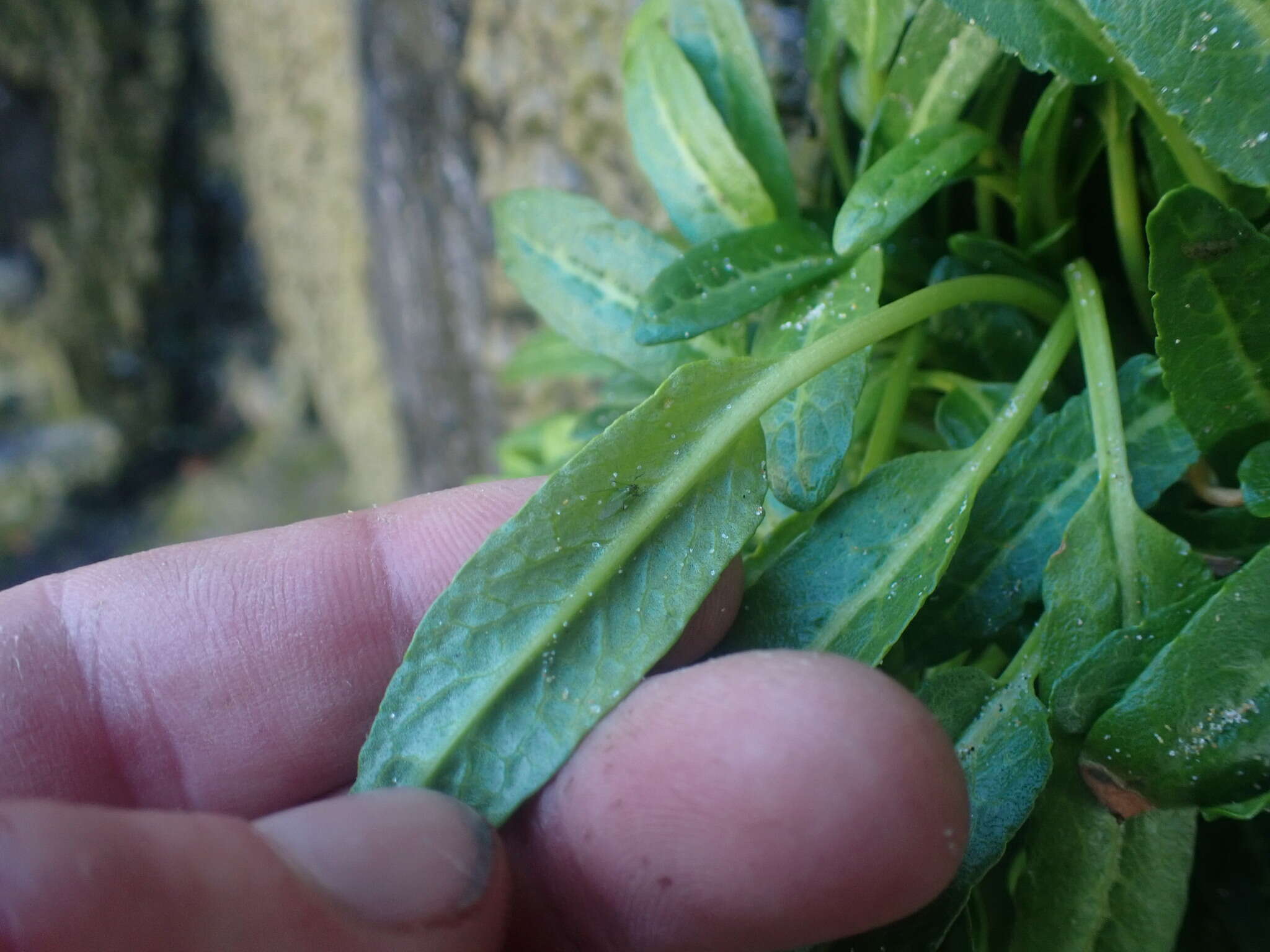 Rumex neglectus T. Kirk resmi