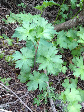 Image of California larkspur