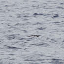 Image of Newell's shearwater
