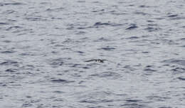 Image of Newell's shearwater