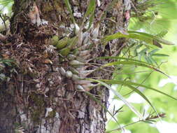 Image of Tampa butterfly orchid