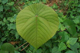 Image of Macaranga peltata (Roxb.) Müll. Arg.