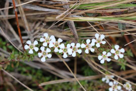 Image of flowering pixiemoss