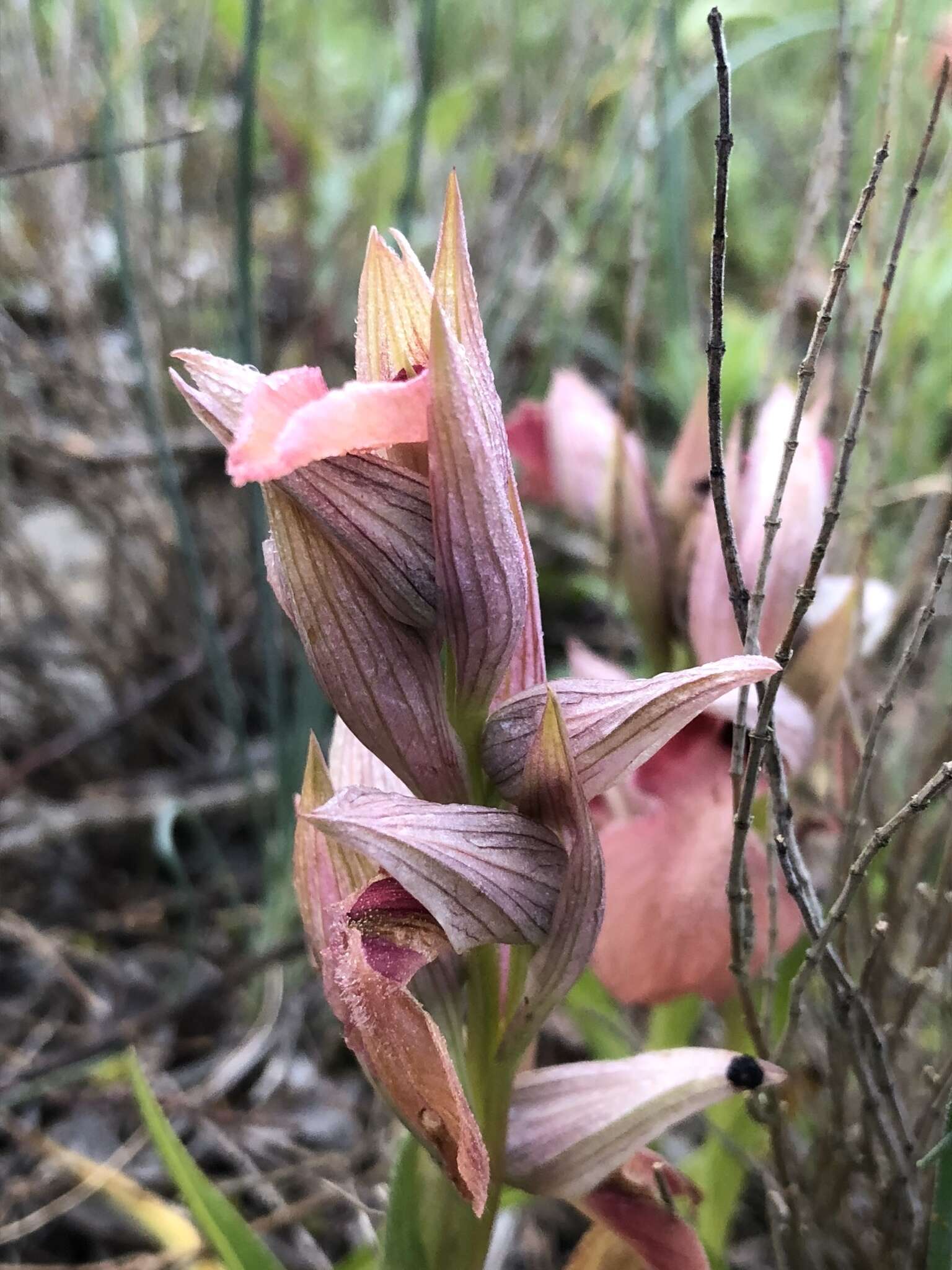 Imagem de Serapias neglecta De Not.