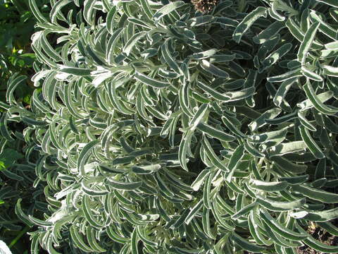 Image of shrubby Jerusalem sage