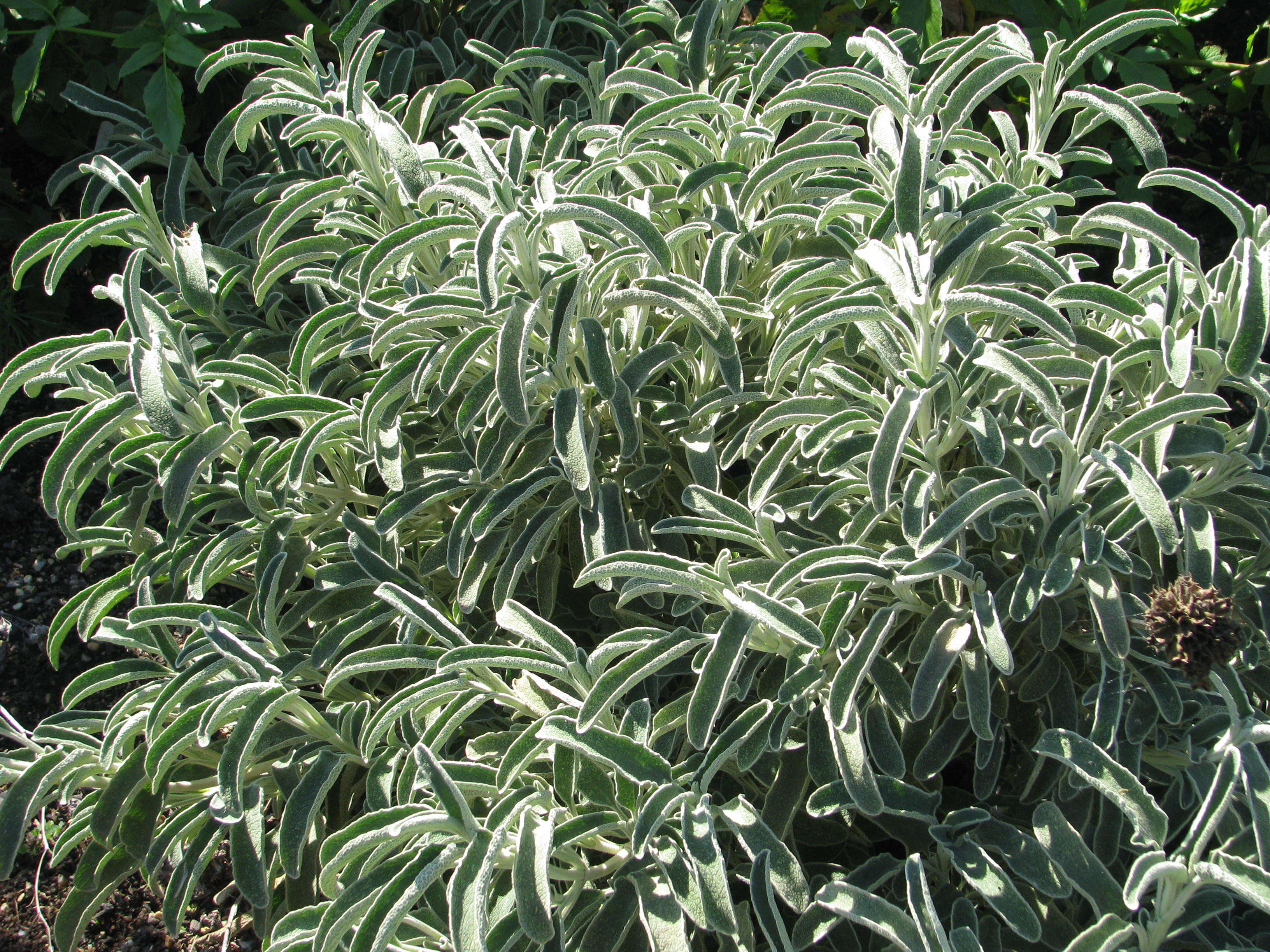 Image of shrubby Jerusalem sage