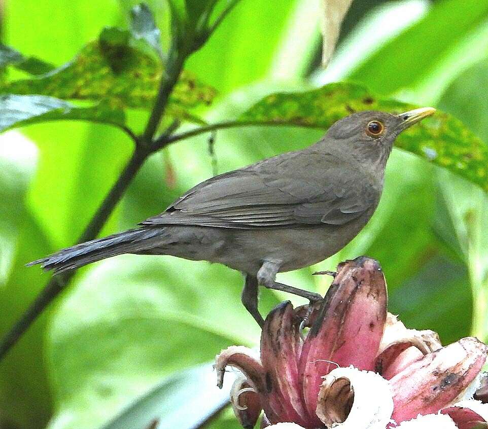 Imagem de Turdus maculirostris Berlepsch & Taczanowski 1884