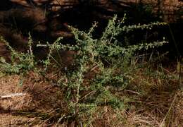 Acacia pulchella var. pulchella resmi