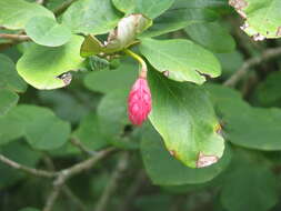 Image of Magnolia sieboldii K. Koch