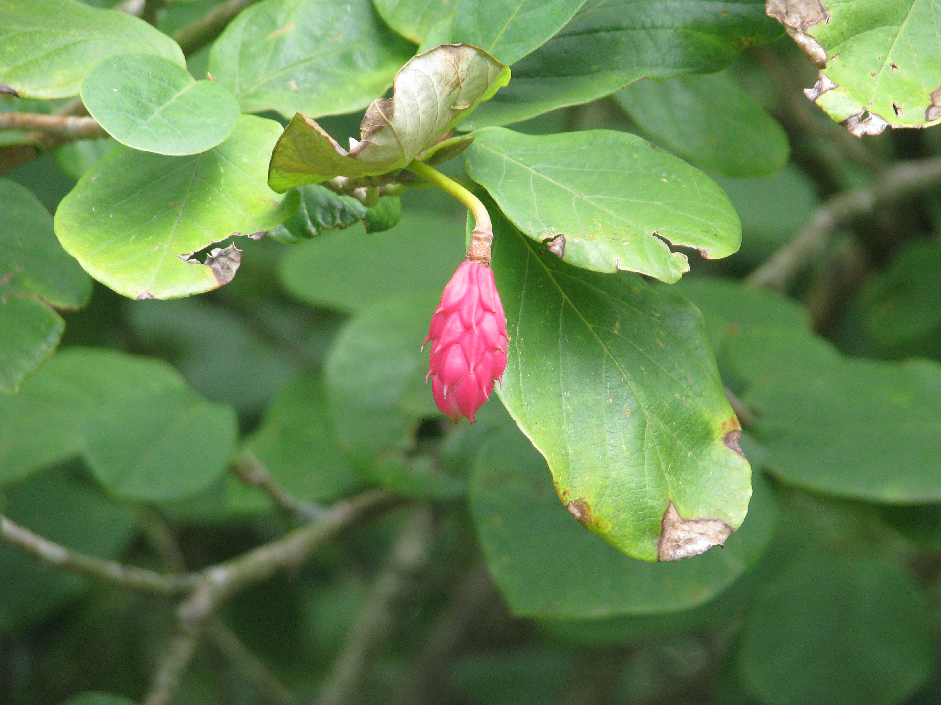 Image of Magnolia sieboldii K. Koch